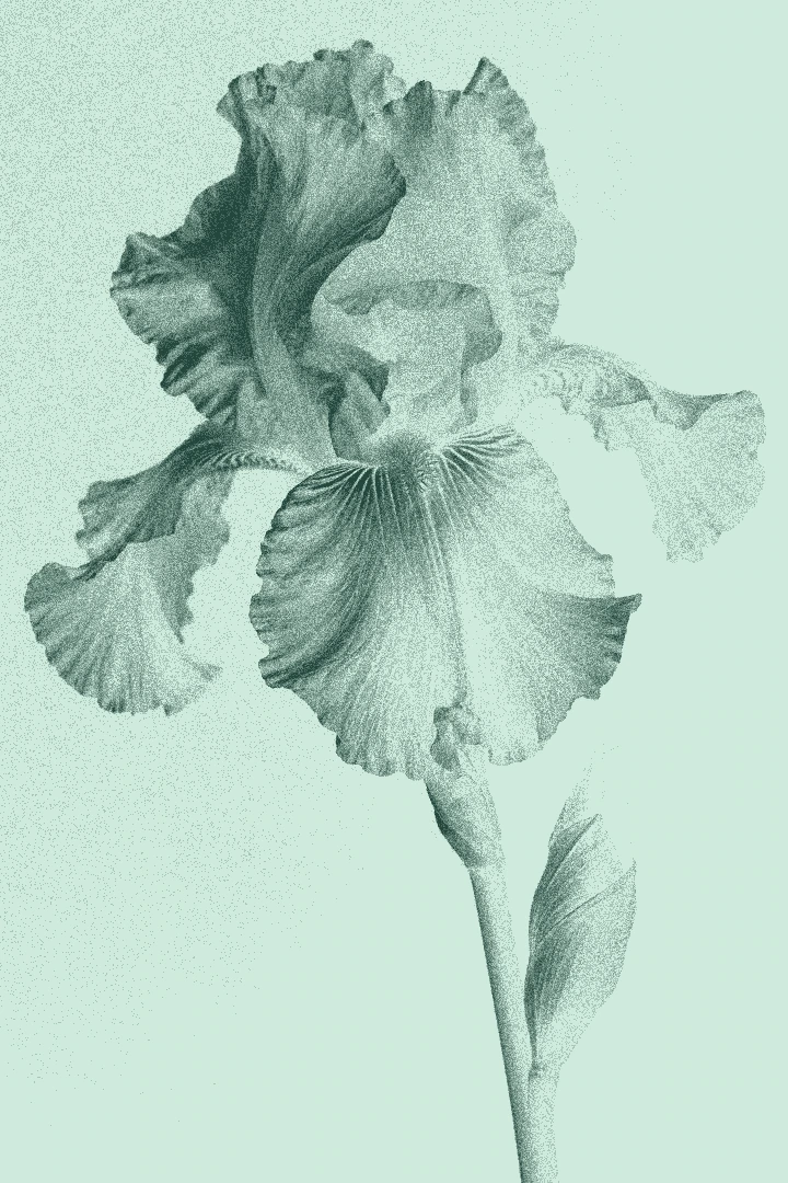 The same iris in Botanical Press ink colors